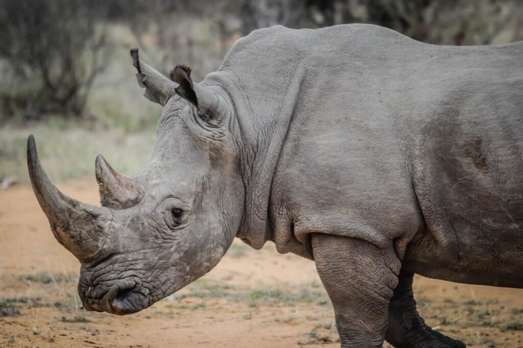 White Rhinoceros