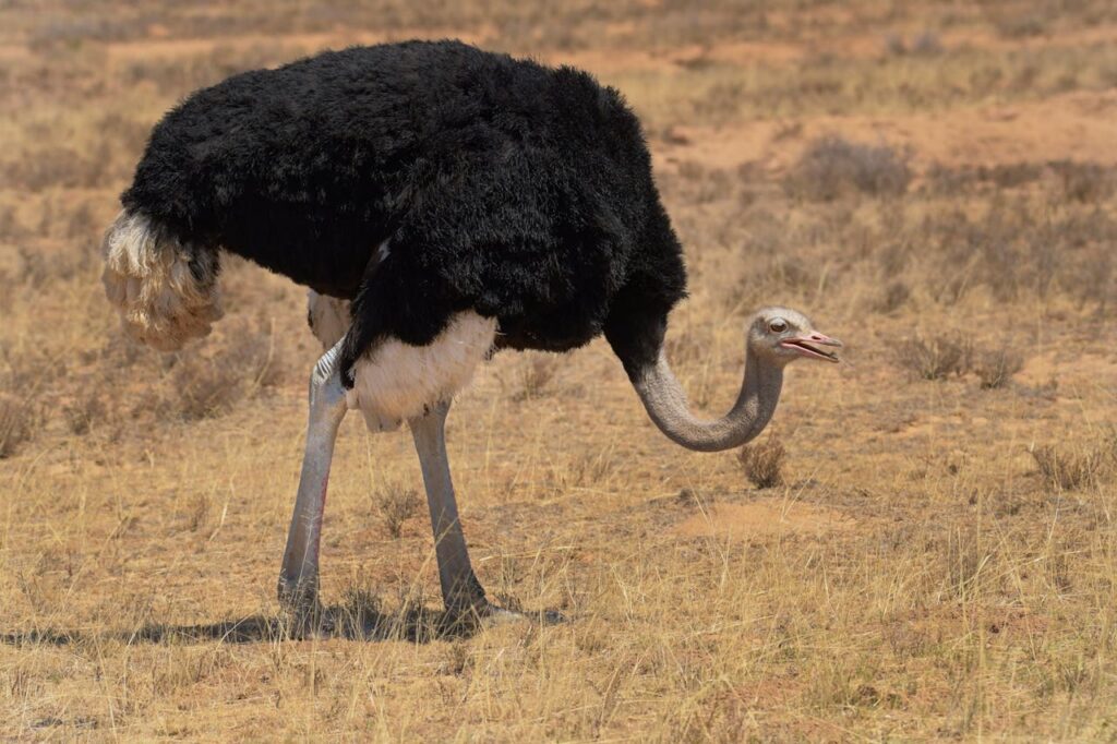 Ostrich