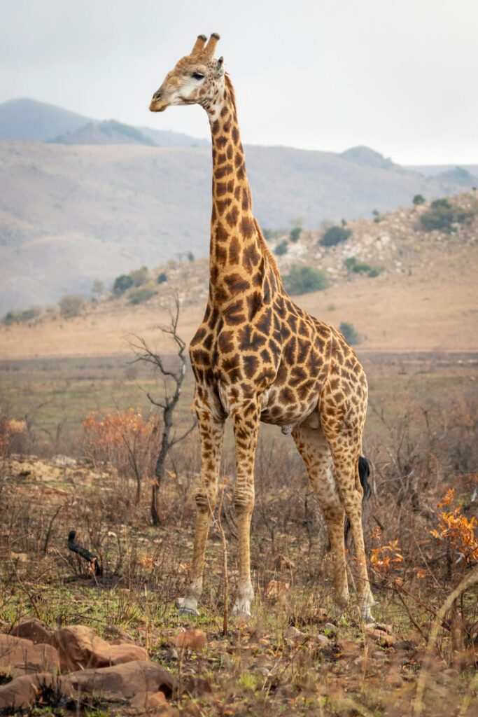 Giraffe