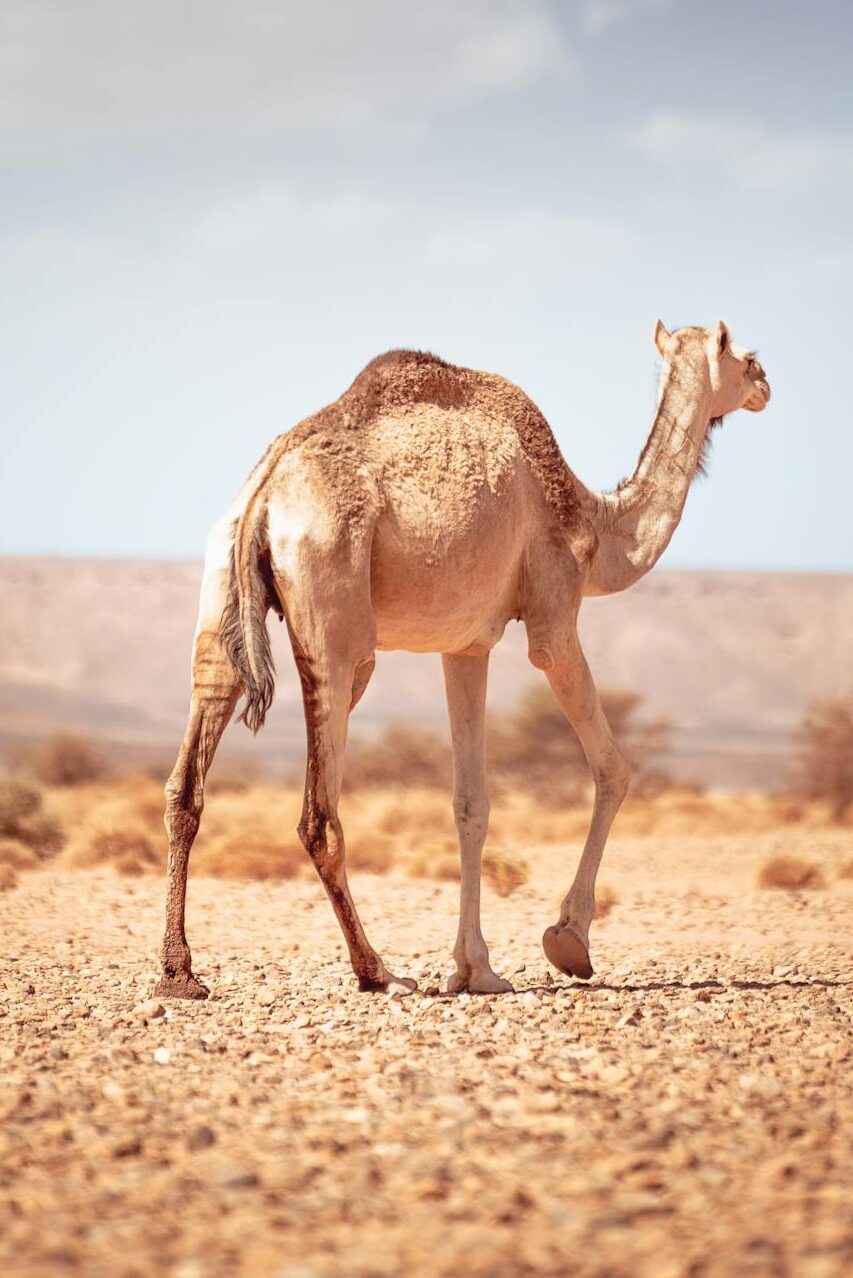 Dromedary Camel