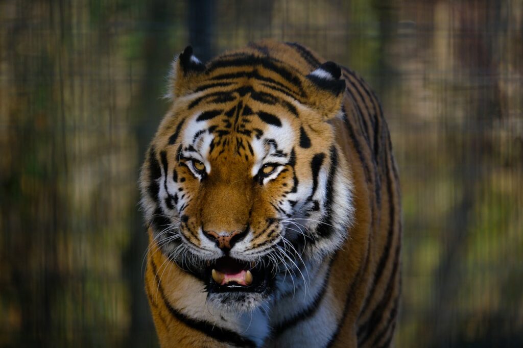 Siberian Tiger