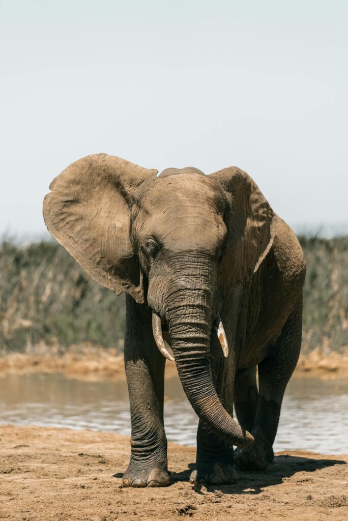 African Elephant